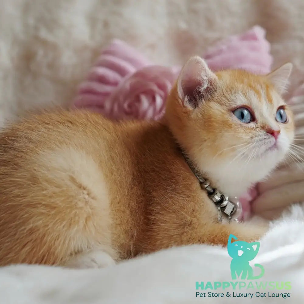 Violet British Shorthair female chocolate tortie golden chinchilla with white - live animals
