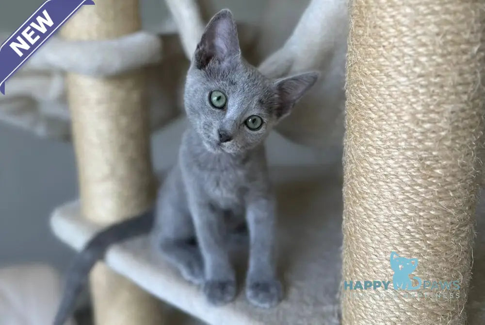 Violetta Russian Blue female blue live animals