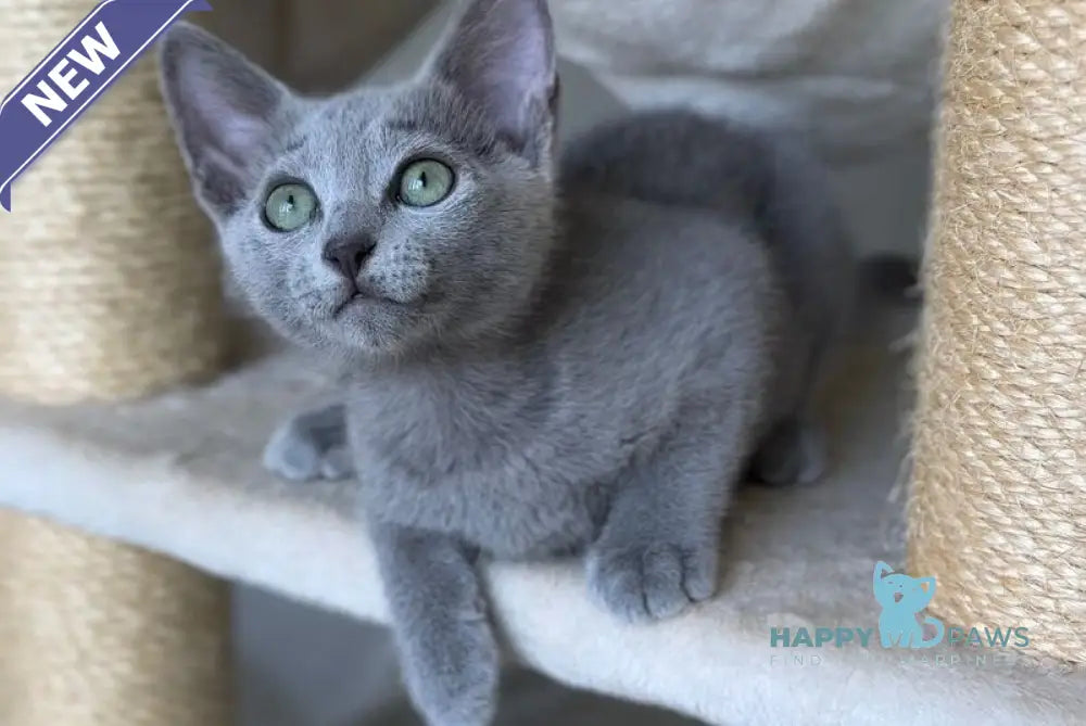 Violetta Russian Blue female blue live animals
