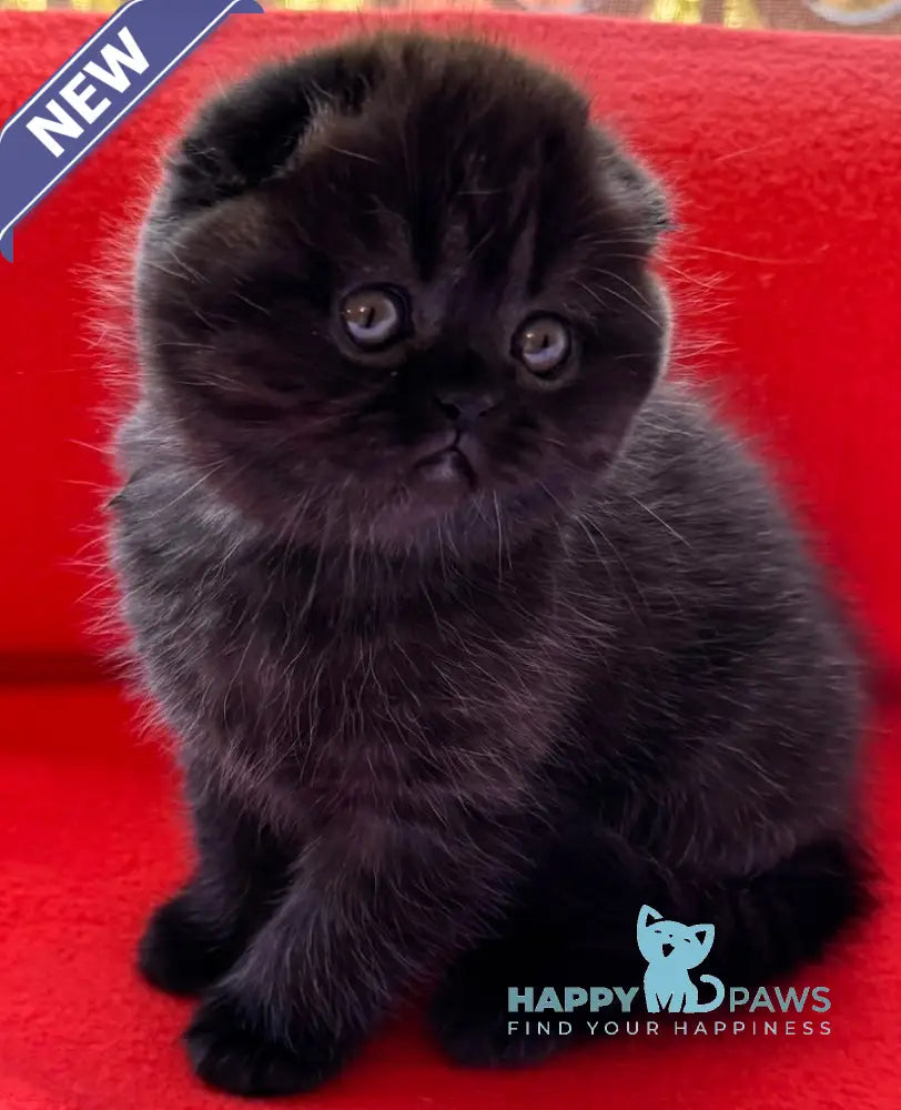 Violetta Scottish Fold female black live animals
