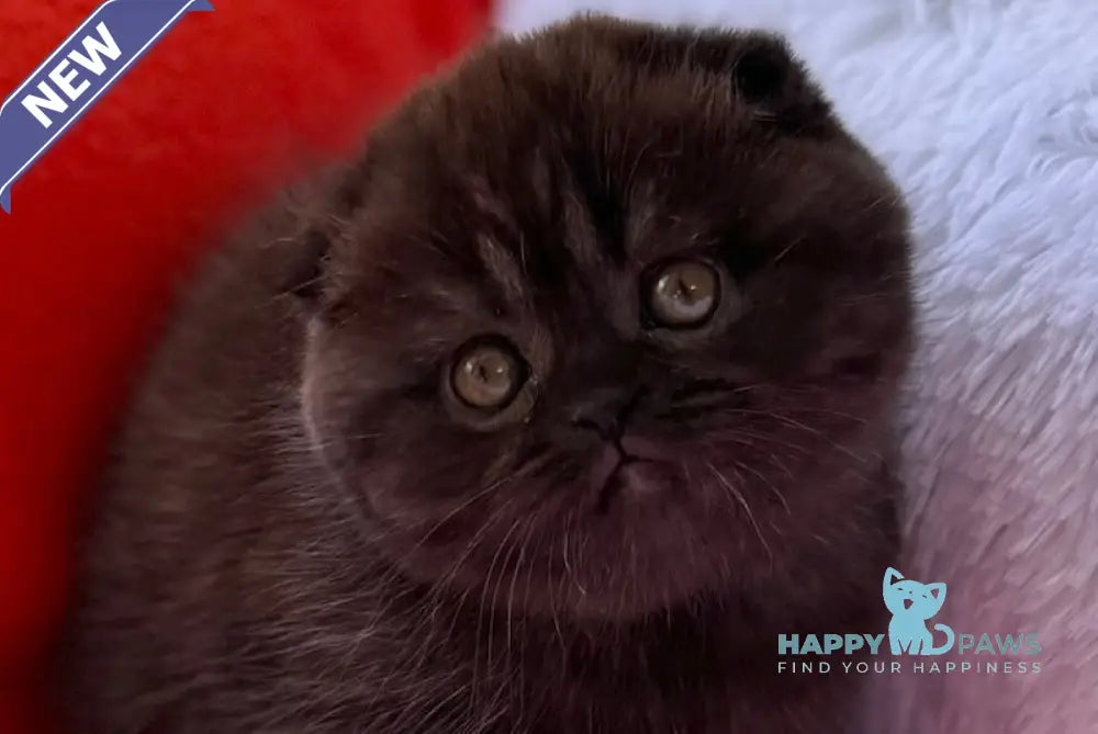 Violetta Scottish Fold female black live animals