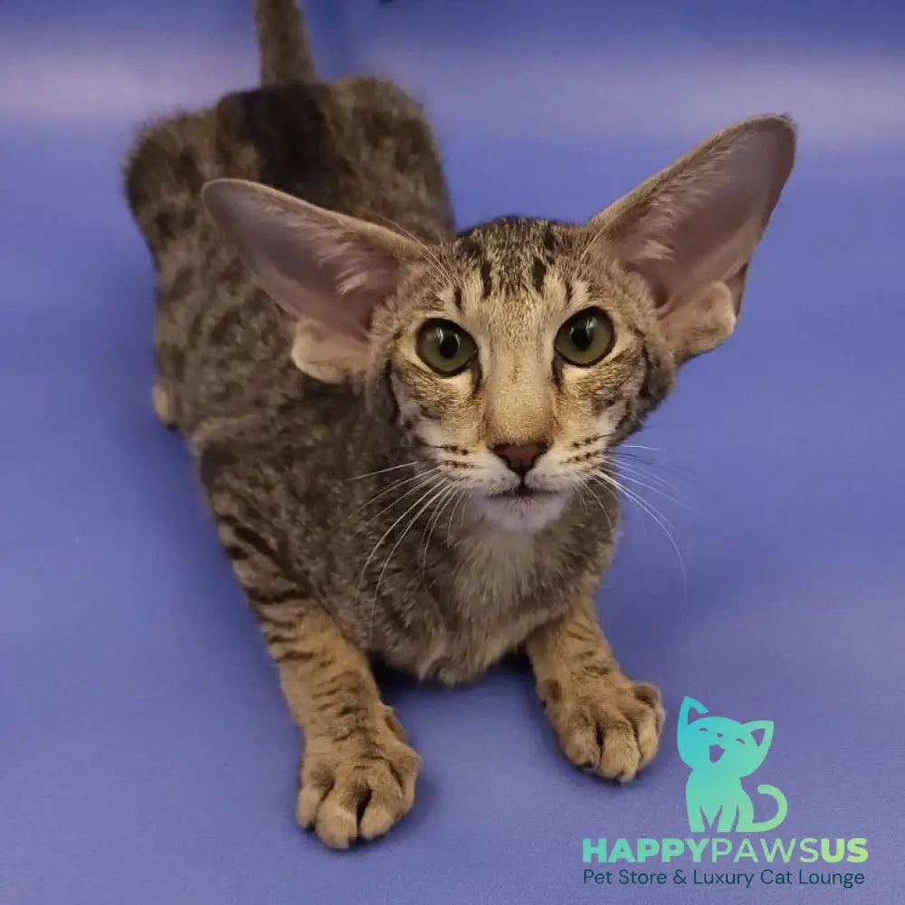 Violette Oriental Shorthair female black spotted tabby - live animals
