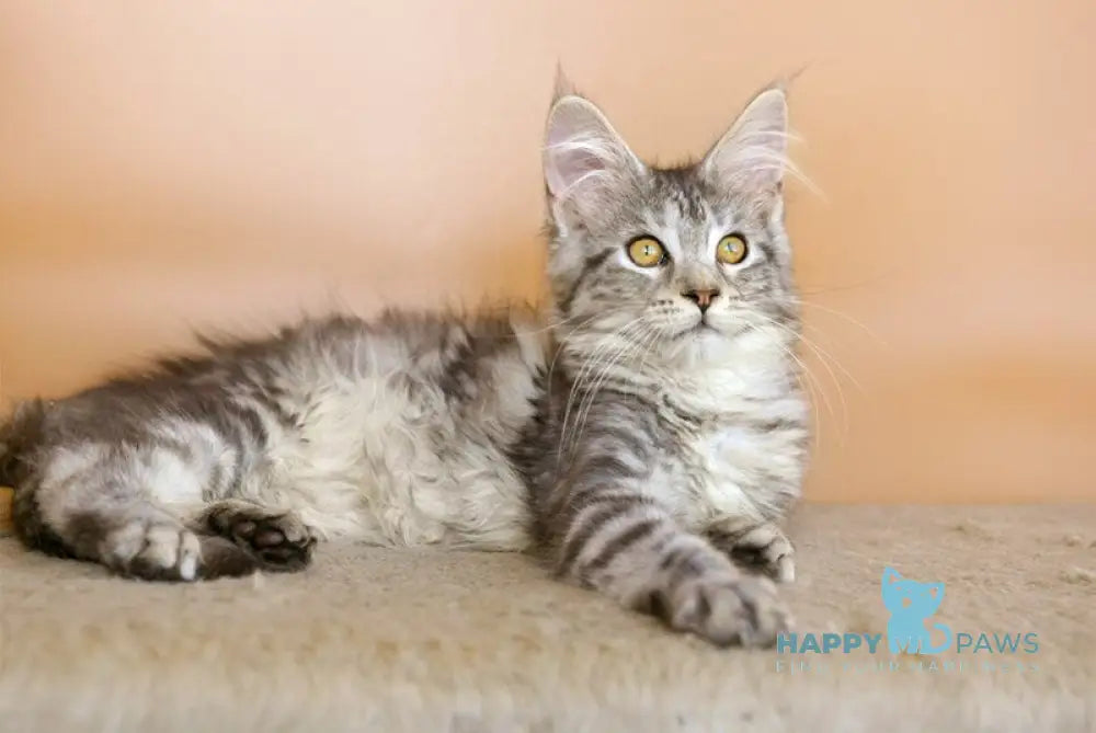 Virginia Maine Coon female black silver tabby live animals