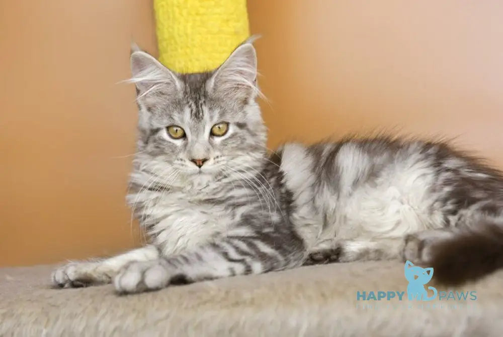 Virginia Maine Coon female black silver tabby live animals