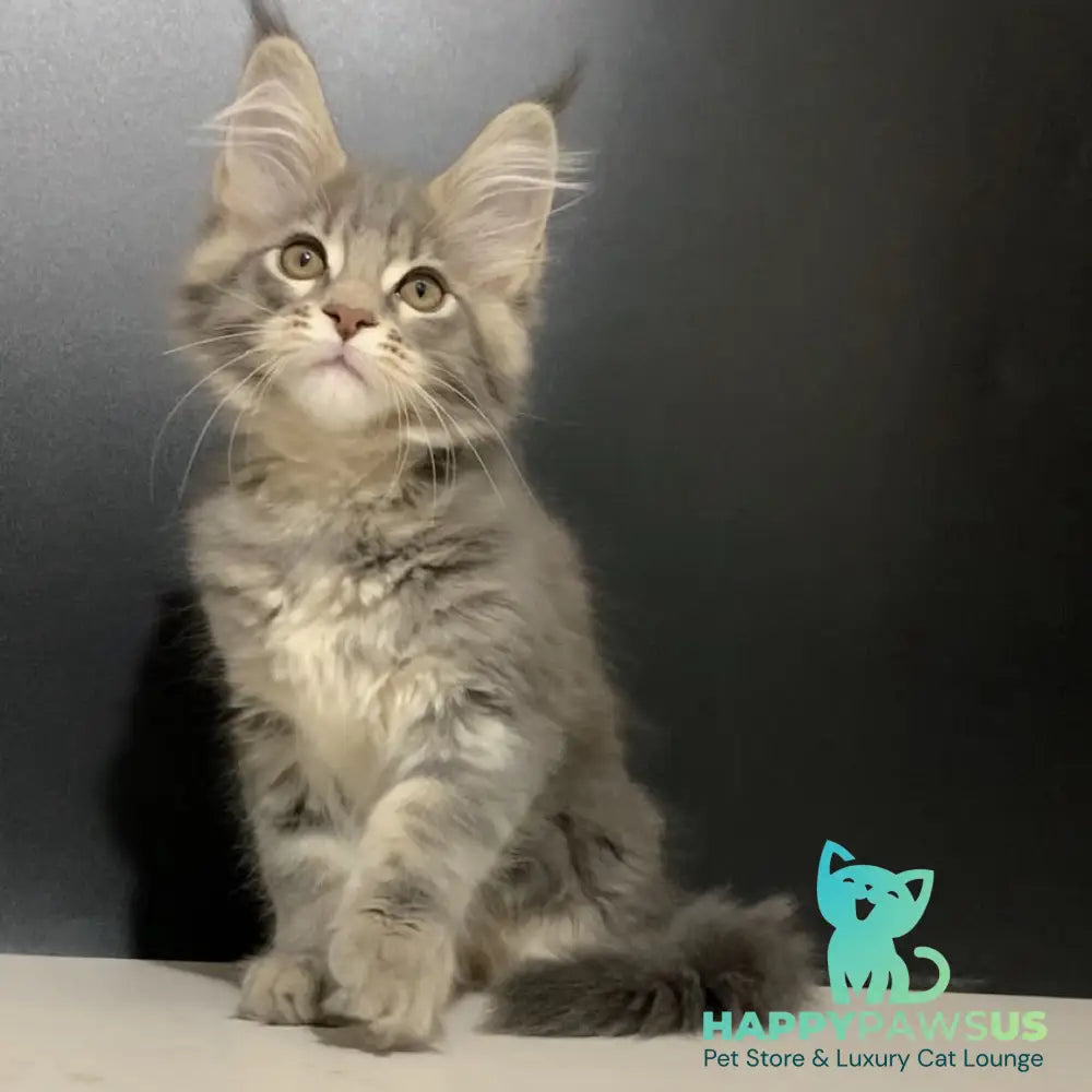 Virginia Maine Coon female blue tabby - live animals