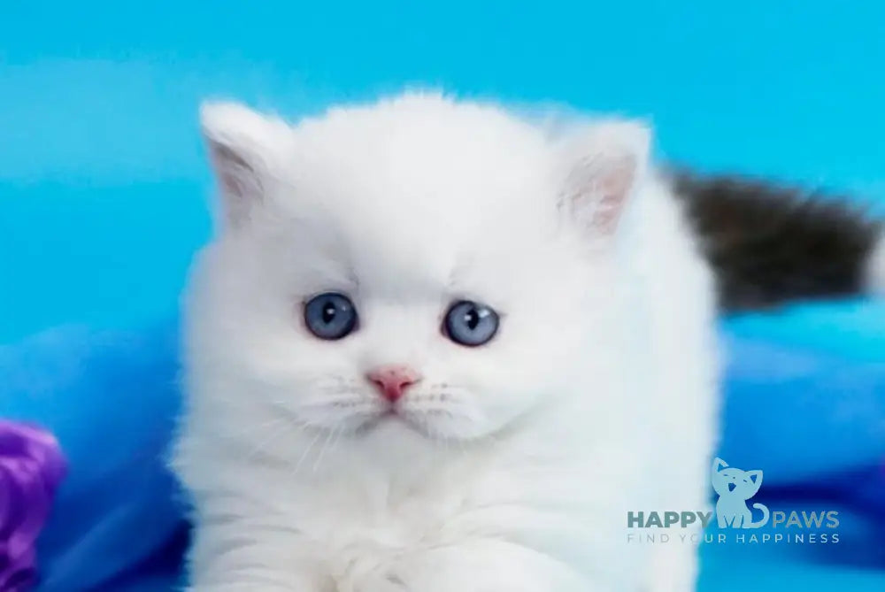 Viscount British Longhair male chocolate van - live animals