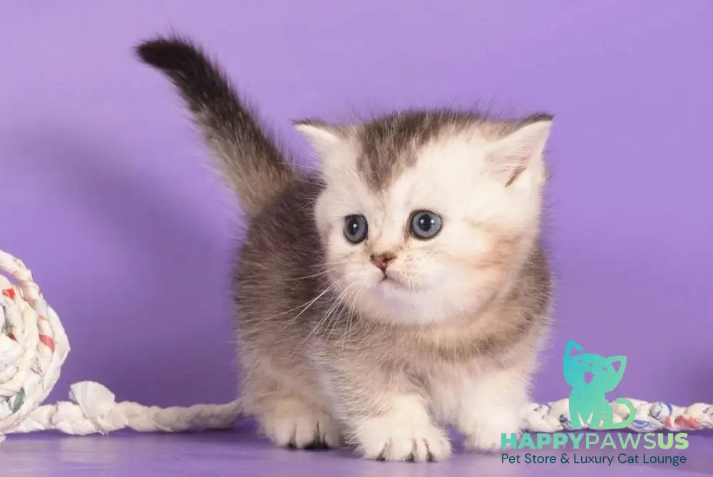 Vishnya Munchkin female black silver bicolour live animals
