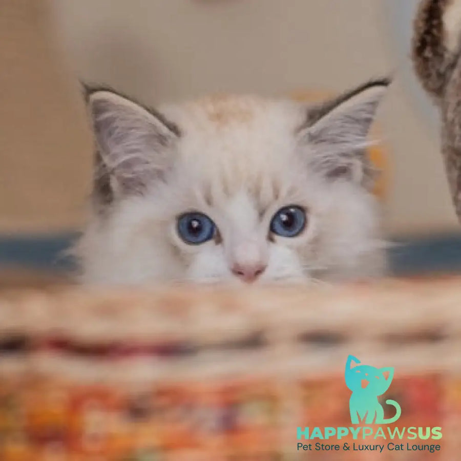 Vita Ragdoll female seal lynx bicolour - live animals