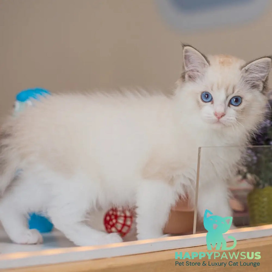 Vita Ragdoll female seal lynx bicolour - live animals