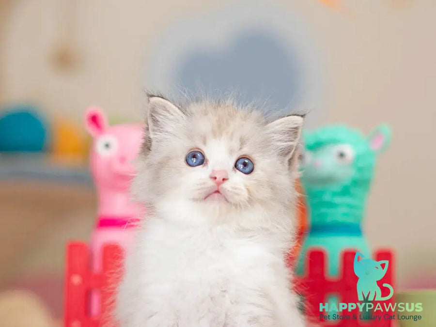Vita Ragdoll female seal lynx bicolour - live animals