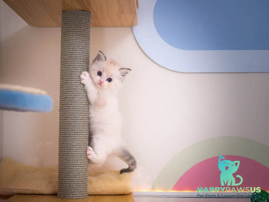 Vita Ragdoll female seal lynx bicolour - live animals