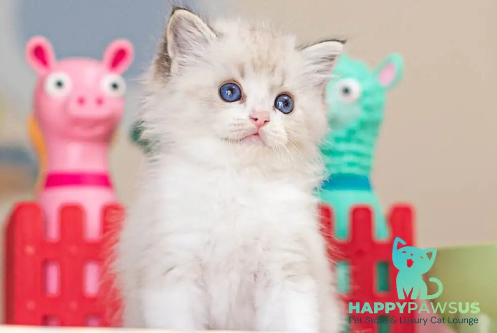 Vita Ragdoll female seal lynx bicolour - live animals
