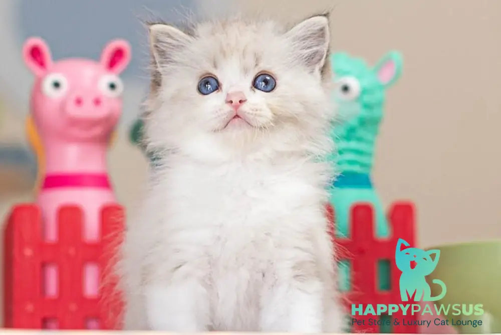 Vita Ragdoll female seal lynx bicolour - live animals