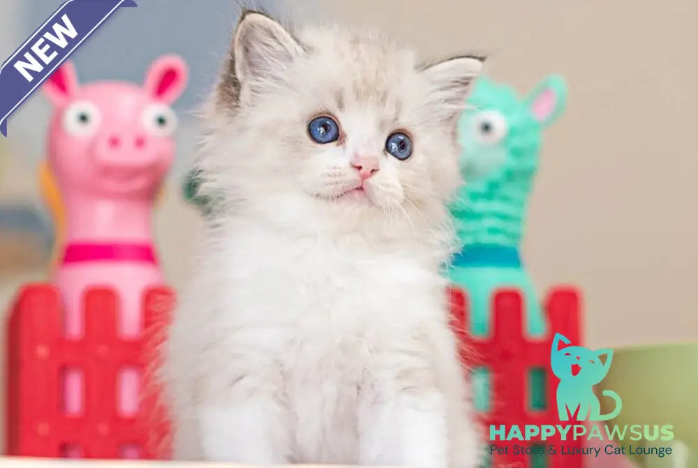 Vita Ragdoll female seal lynx bicolour - live animals