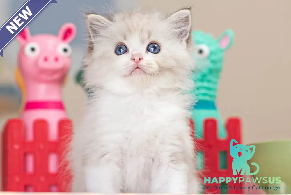 Vita Ragdoll female seal lynx bicolour - live animals