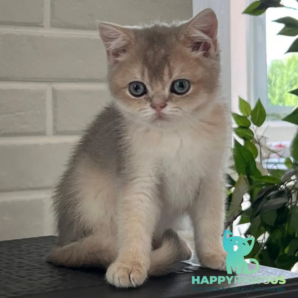 Vitas British Shorthair male blue golden shaded - live animals