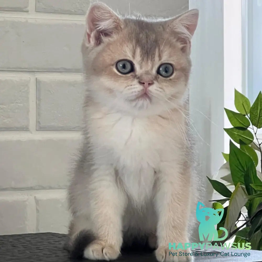 Vitas British Shorthair male blue golden shaded - live animals