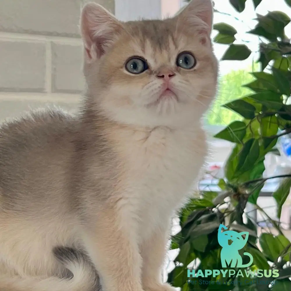Vitas British Shorthair male blue golden shaded - live animals