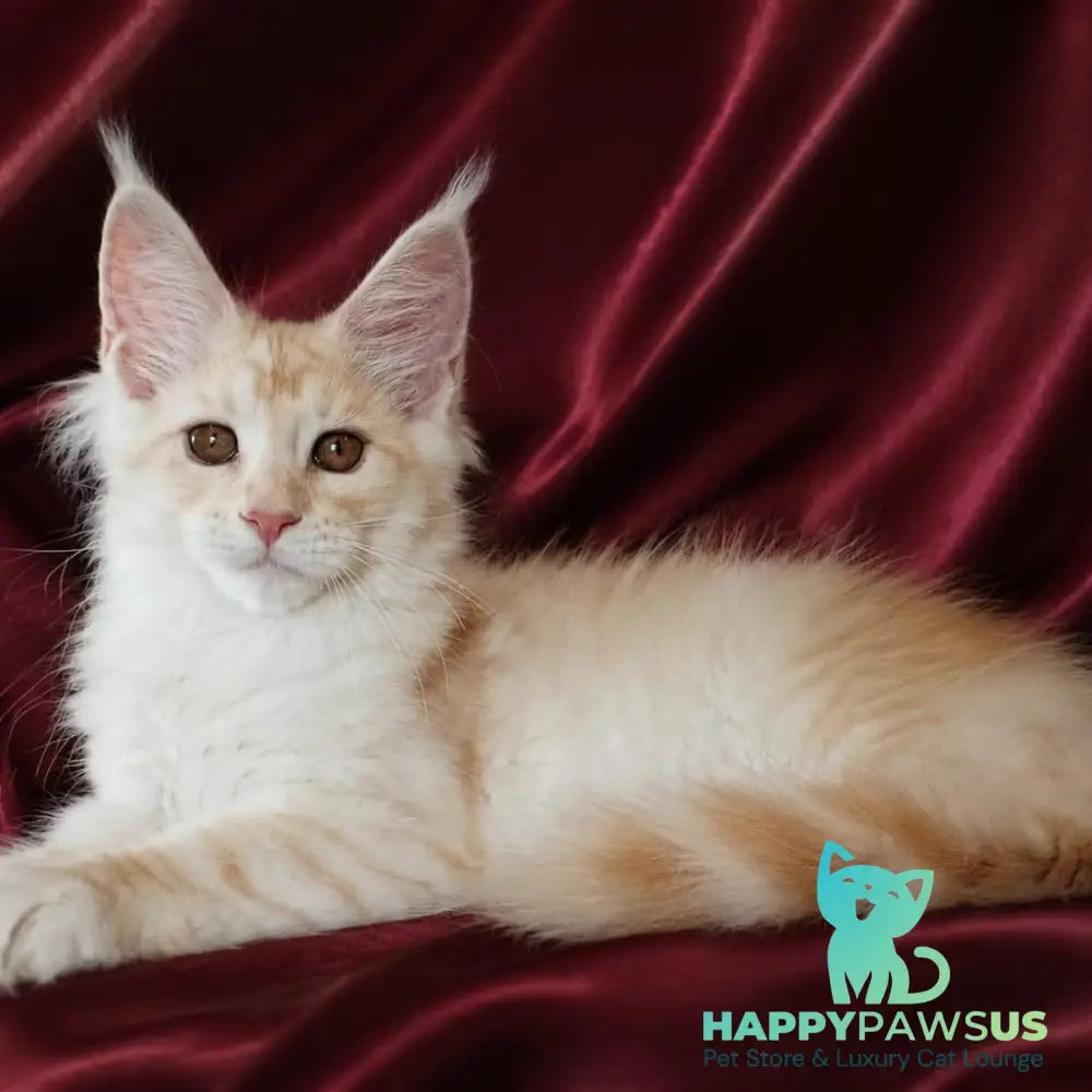 Vitas Maine Coon male red silver tabby - live animals