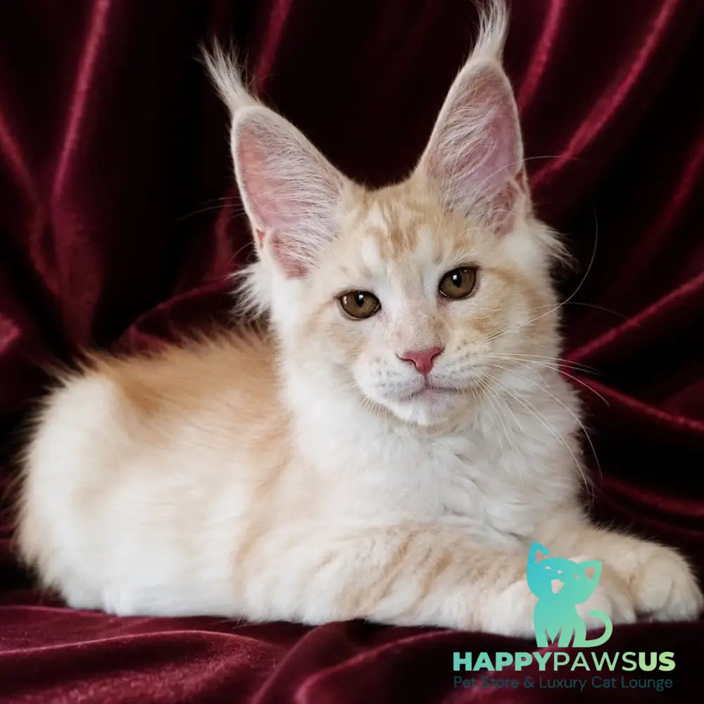 Vitas Maine Coon male red silver tabby - live animals