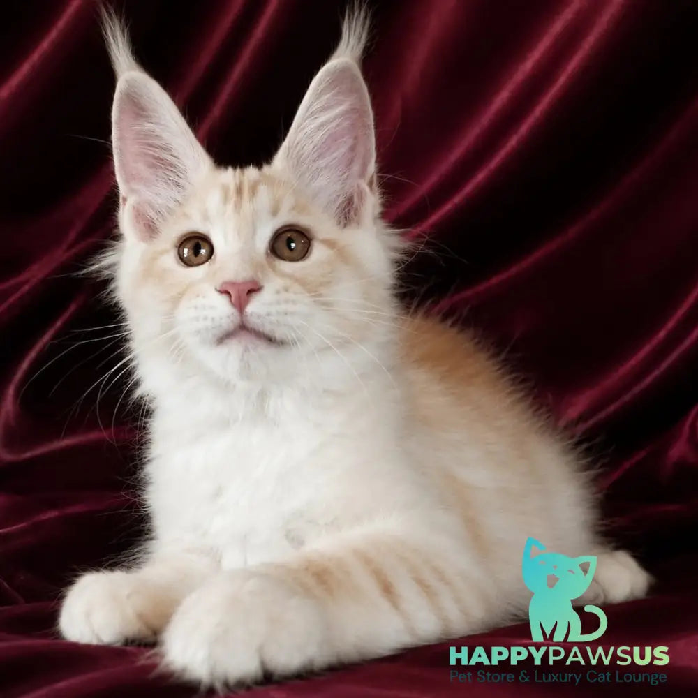 Vitas Maine Coon male red silver tabby - live animals