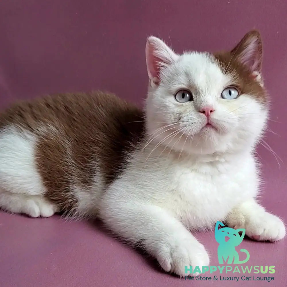 Vito British Shorthair male cinnamon bicolour - live animals