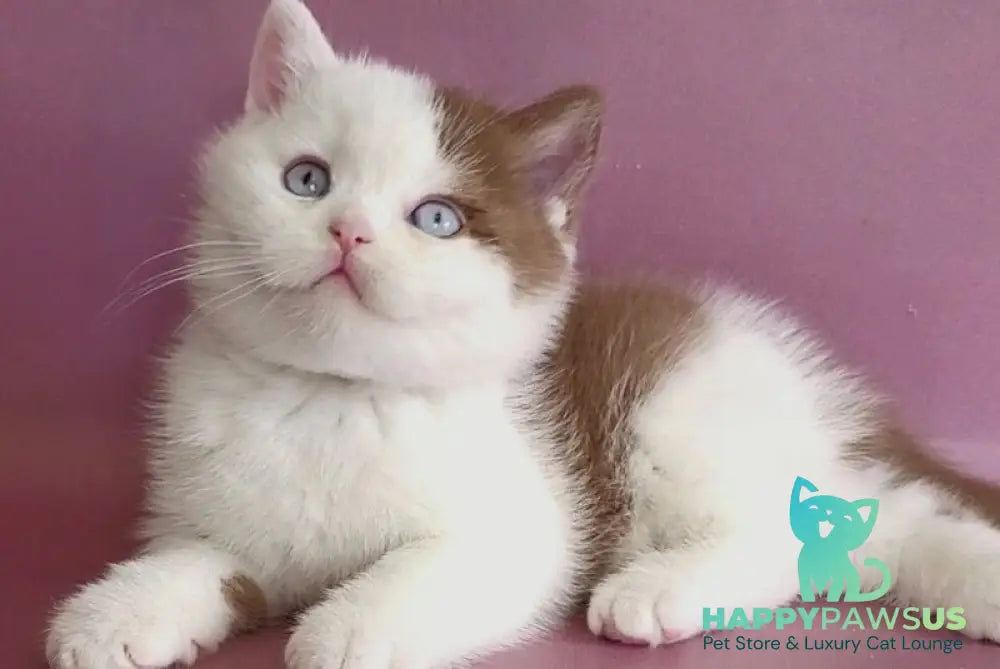 Vito British Shorthair male cinnamon bicolour - live animals