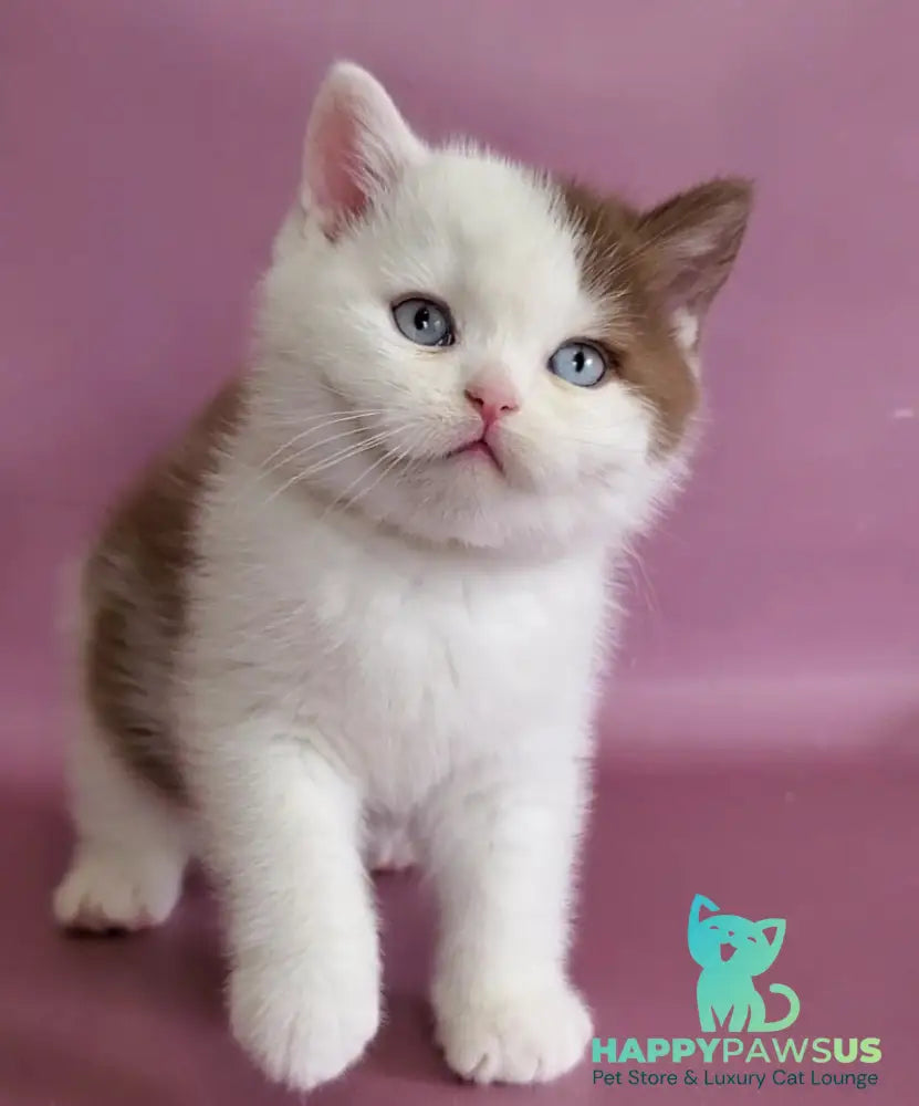 Vito British Shorthair male cinnamon bicolour - live animals