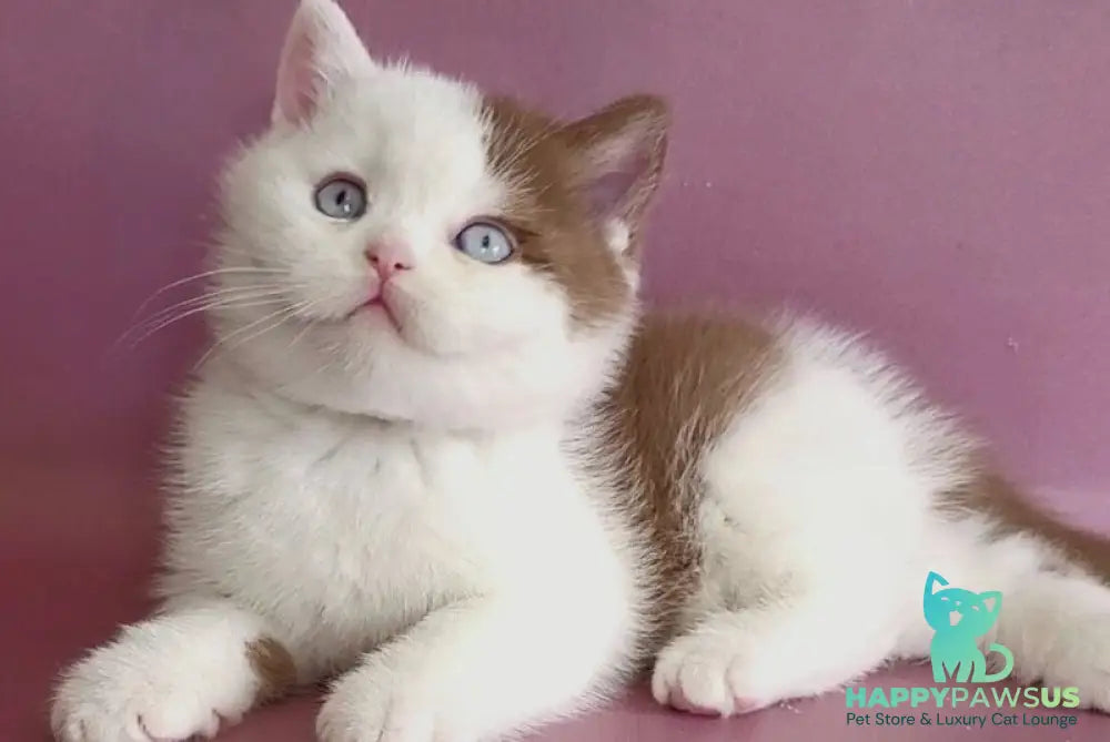 Vito British Shorthair male cinnamon bicolour - live animals