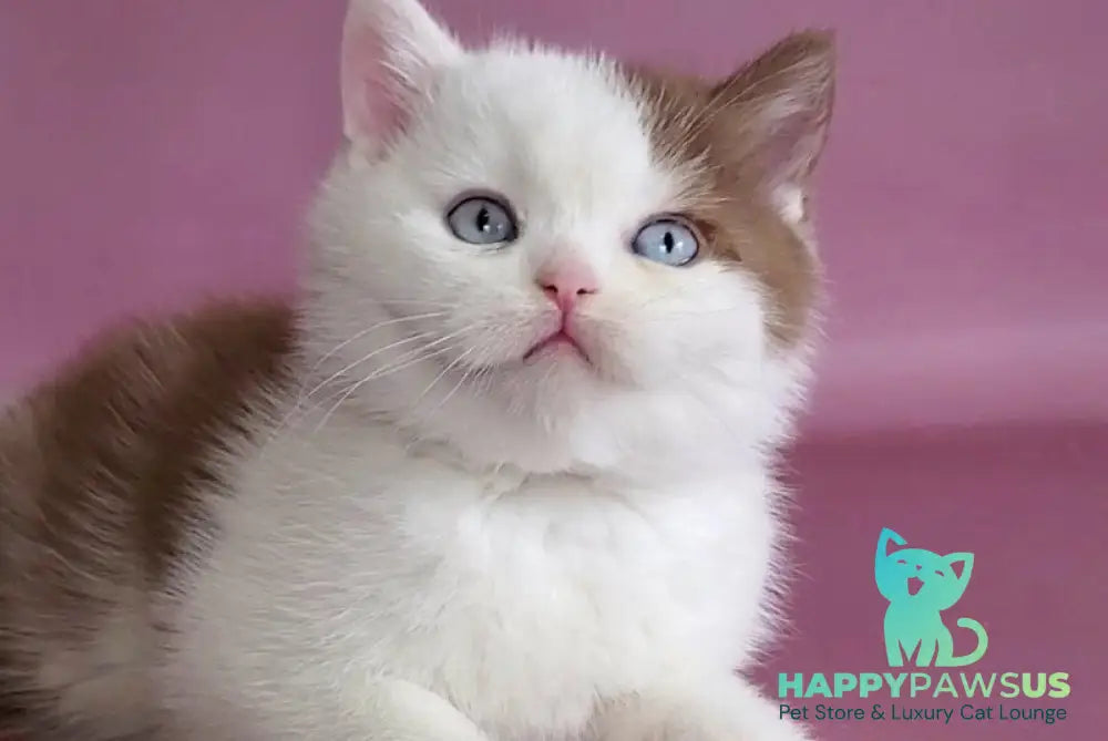 Vito British Shorthair male cinnamon bicolour - live animals