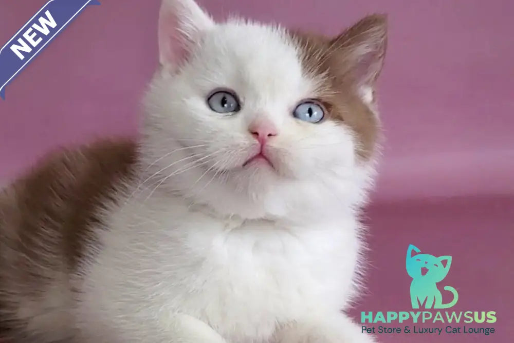 Vito British Shorthair male cinnamon bicolour - live animals
