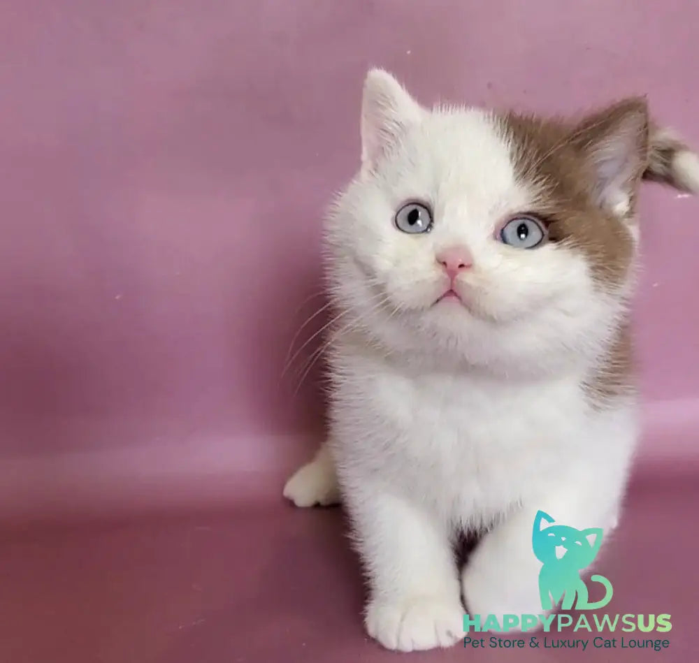 Vito British Shorthair male cinnamon bicolour - live animals
