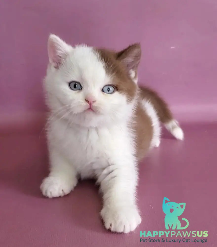 Vito British Shorthair male cinnamon bicolour - live animals