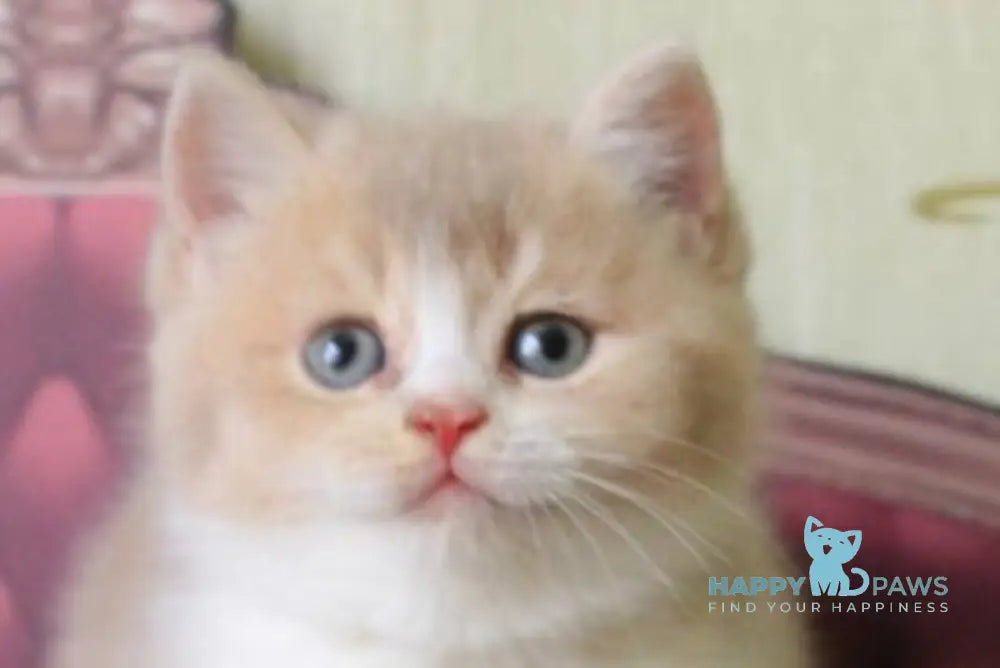 Vito British Shorthair male lilac golden shaded live animals