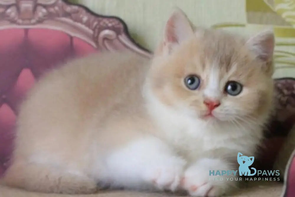Vito British Shorthair male lilac golden shaded live animals