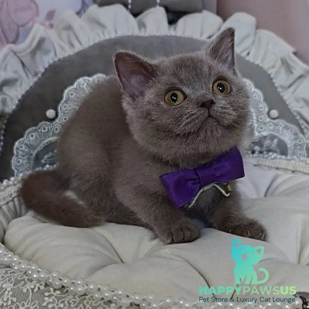 Vito British Shorthair male lilac - live animals