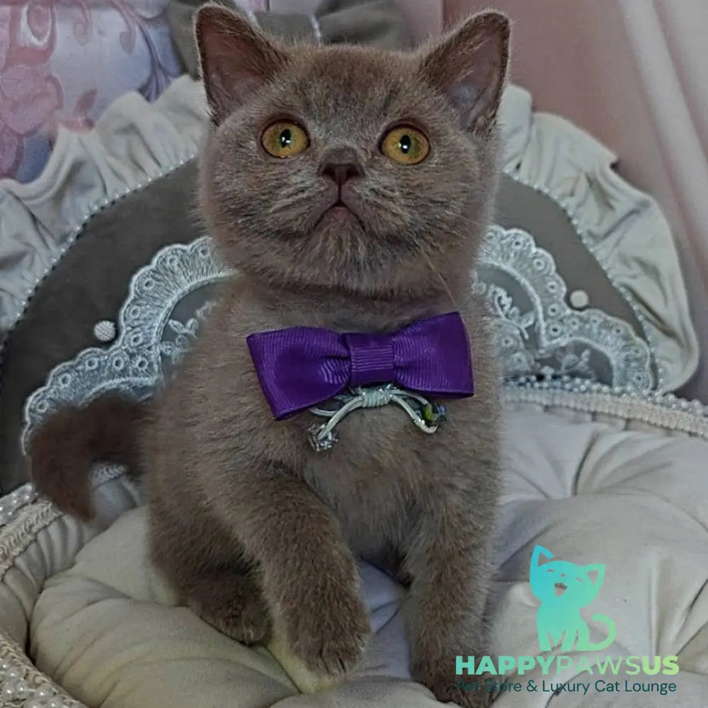 Vito British Shorthair male lilac - live animals