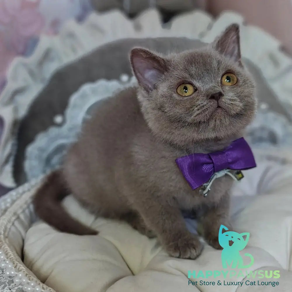 Vito British Shorthair male lilac - live animals