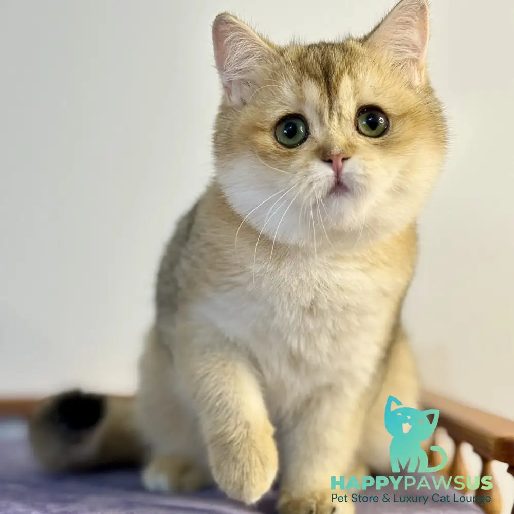 Viva British Shorthair female black golden shaded - live animals