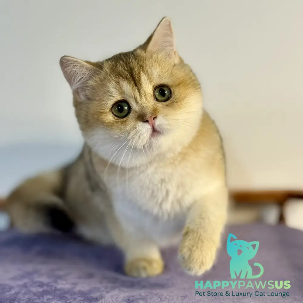 Viva British Shorthair female black golden shaded - live animals