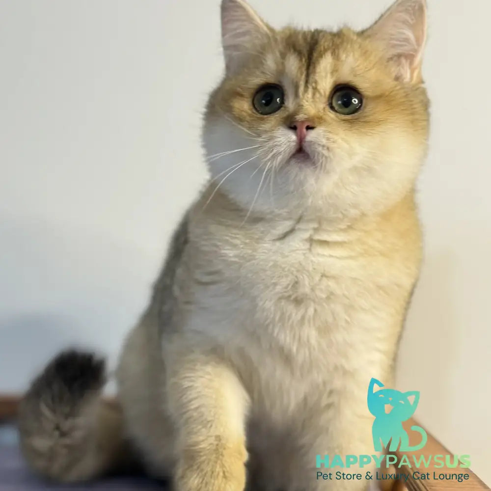 Viva British Shorthair female black golden shaded - live animals