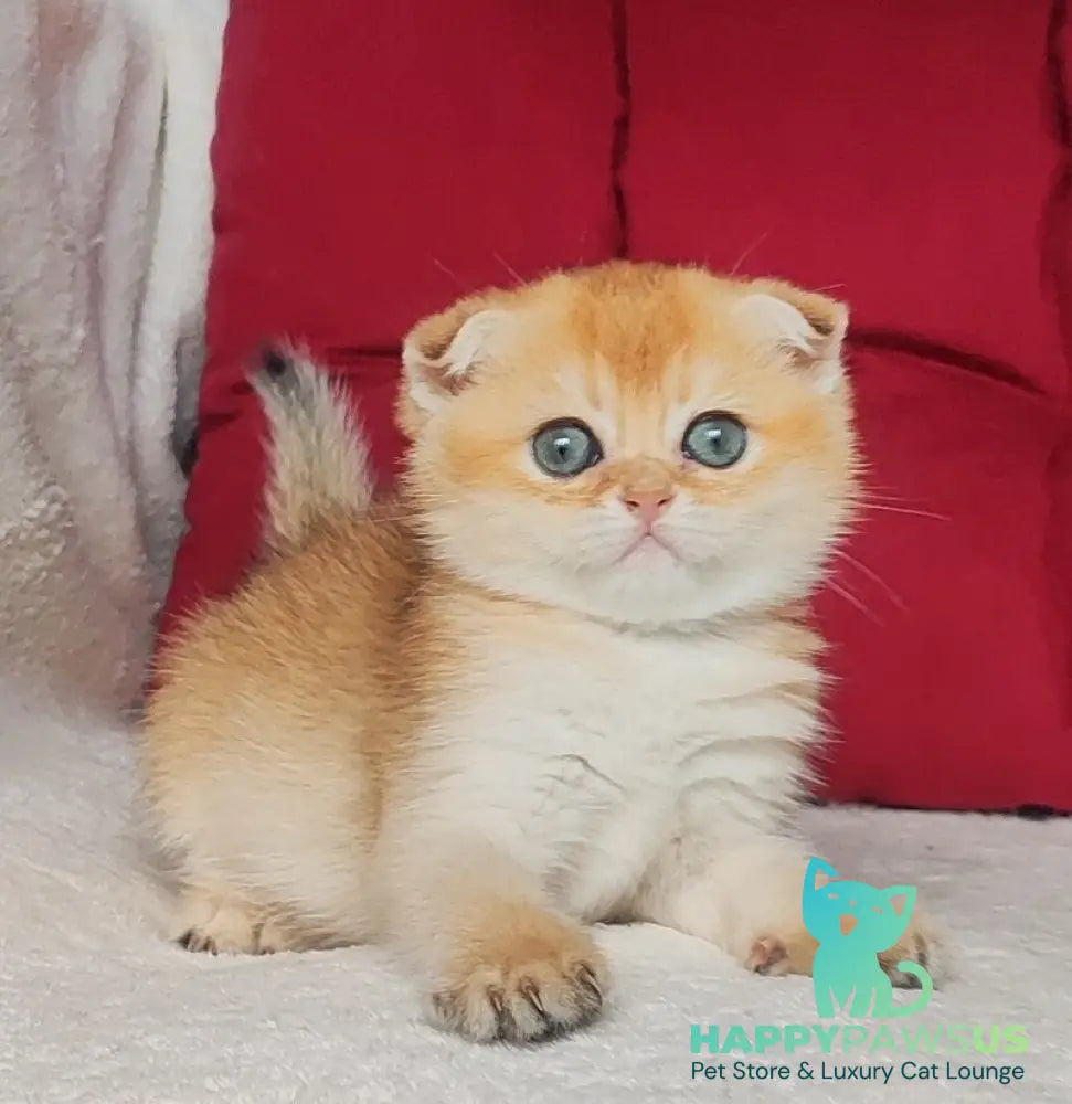 Viva Scottish Fold female black golden shaded - live animals
