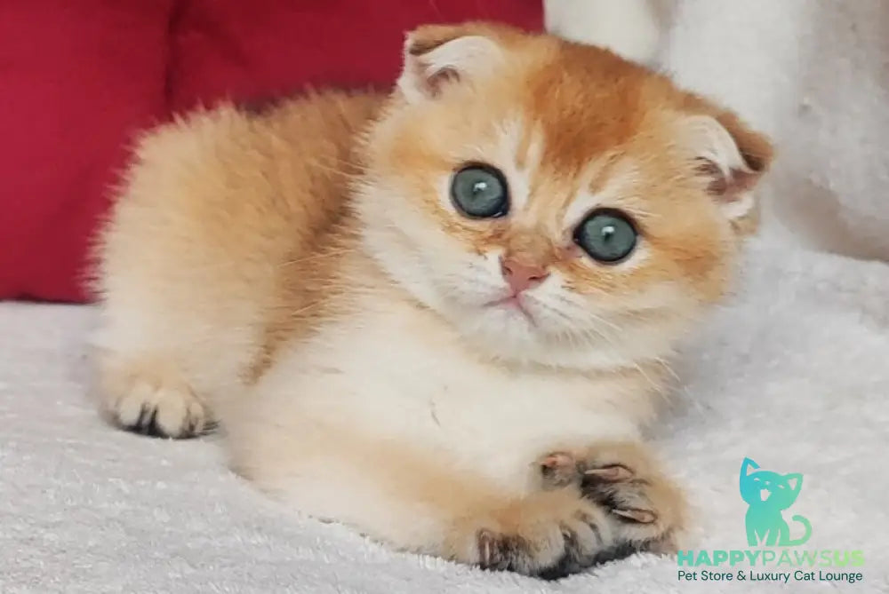 Viva Scottish Fold female black golden shaded - live animals