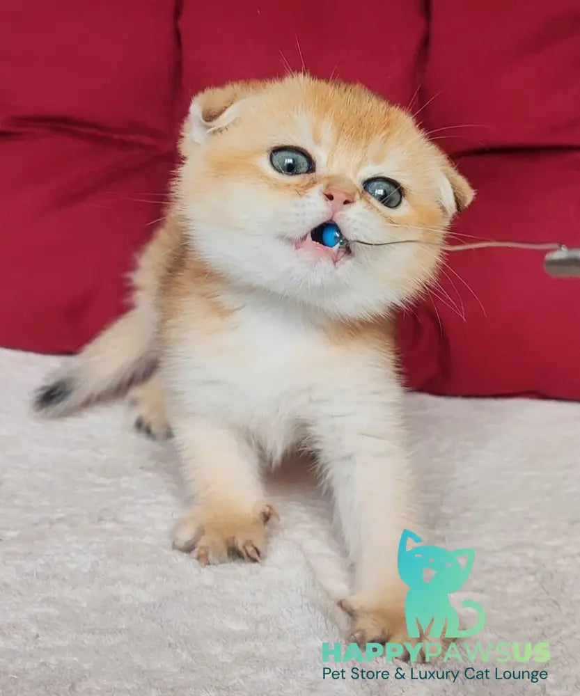 Viva Scottish Fold female black golden shaded - live animals