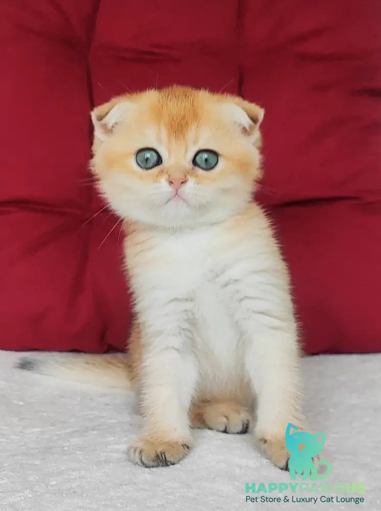 Viva Scottish Fold female black golden shaded - live animals