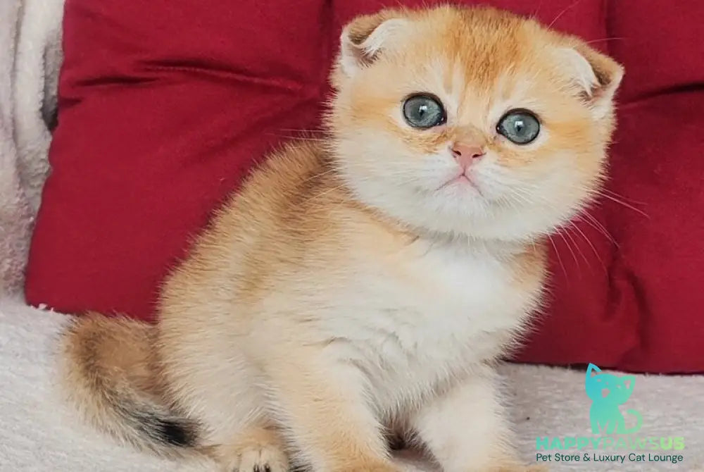 Viva Scottish Fold female black golden shaded - live animals