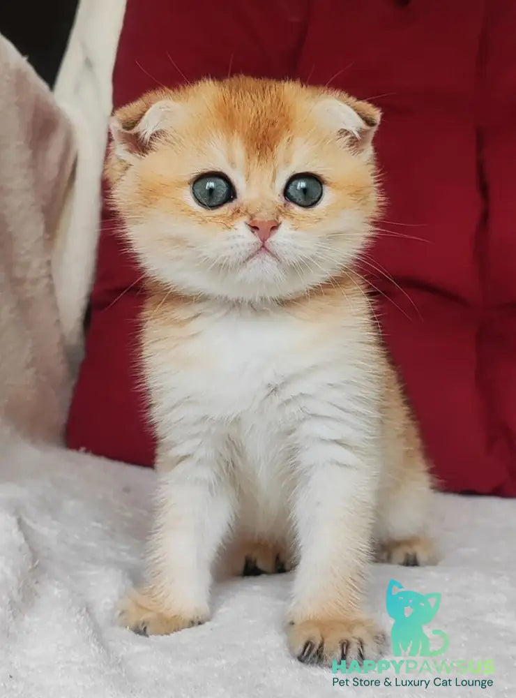 Viva Scottish Fold female black golden shaded - live animals