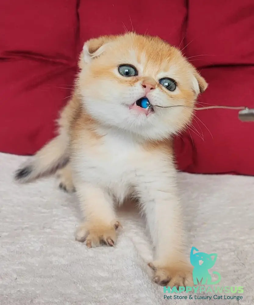 Viva Scottish Fold female black golden shaded - live animals