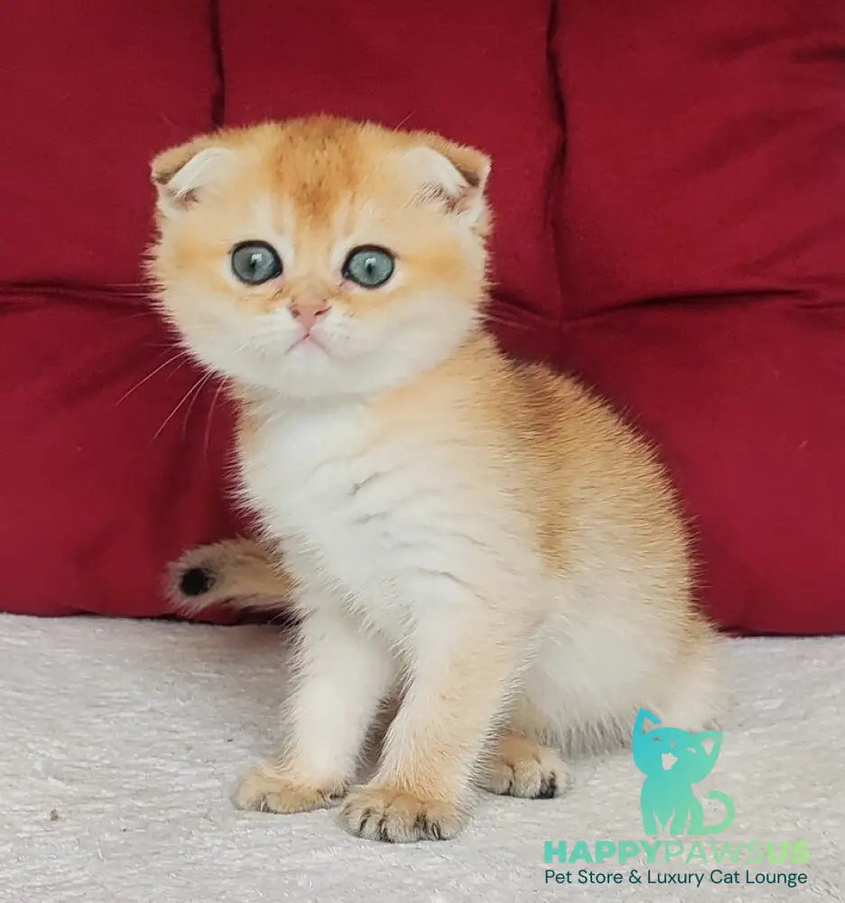 Viva Scottish Fold female black golden shaded - live animals