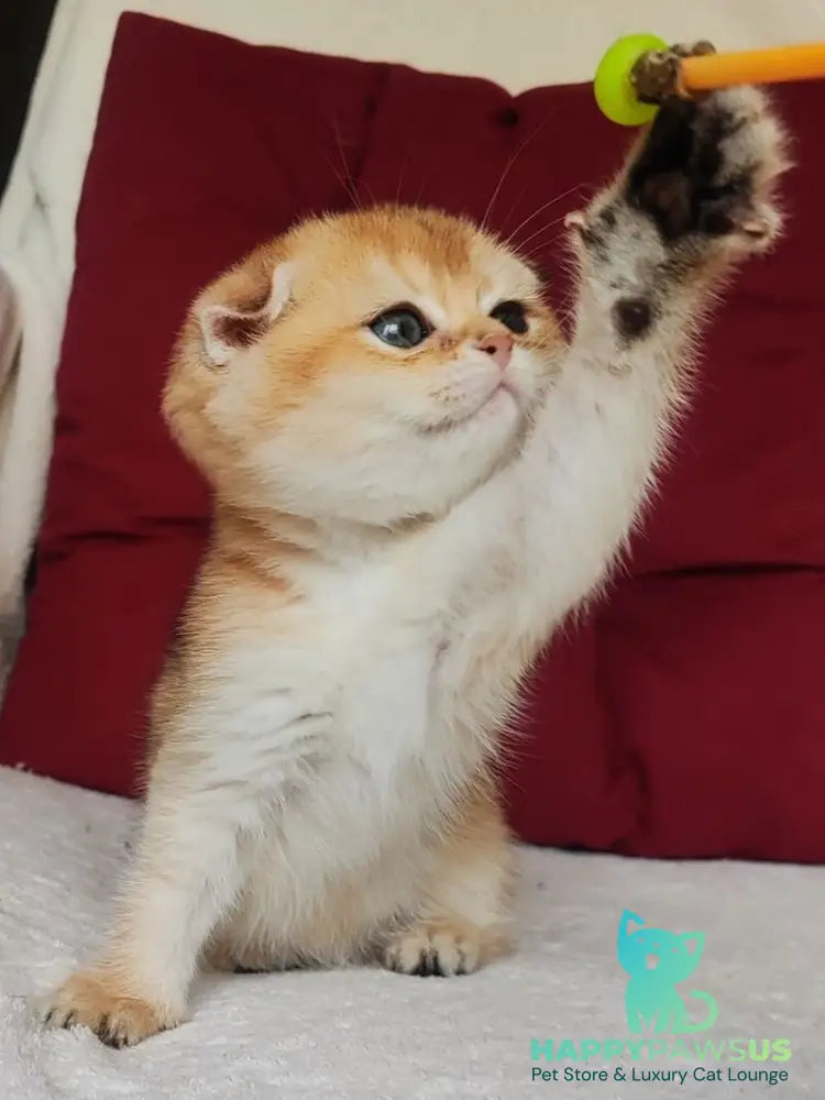 Viva Scottish Fold female black golden shaded - live animals